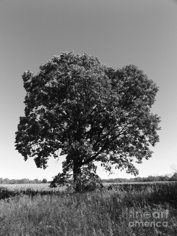Old Oak 2 Photograph by Erick Schmidt