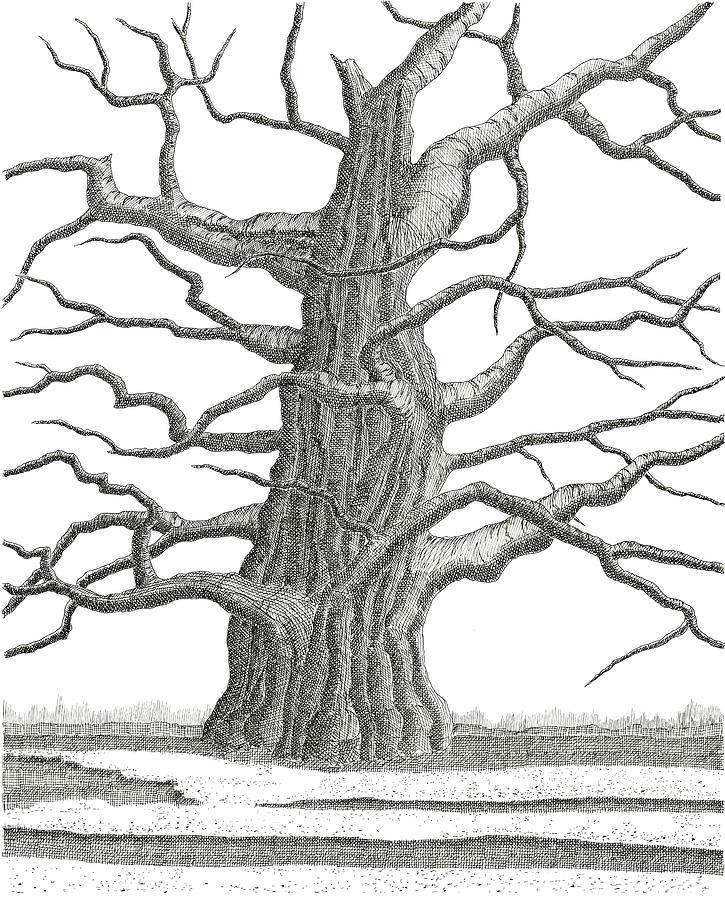 Tree Drawing - Old Oak 2 by Jeno Futo