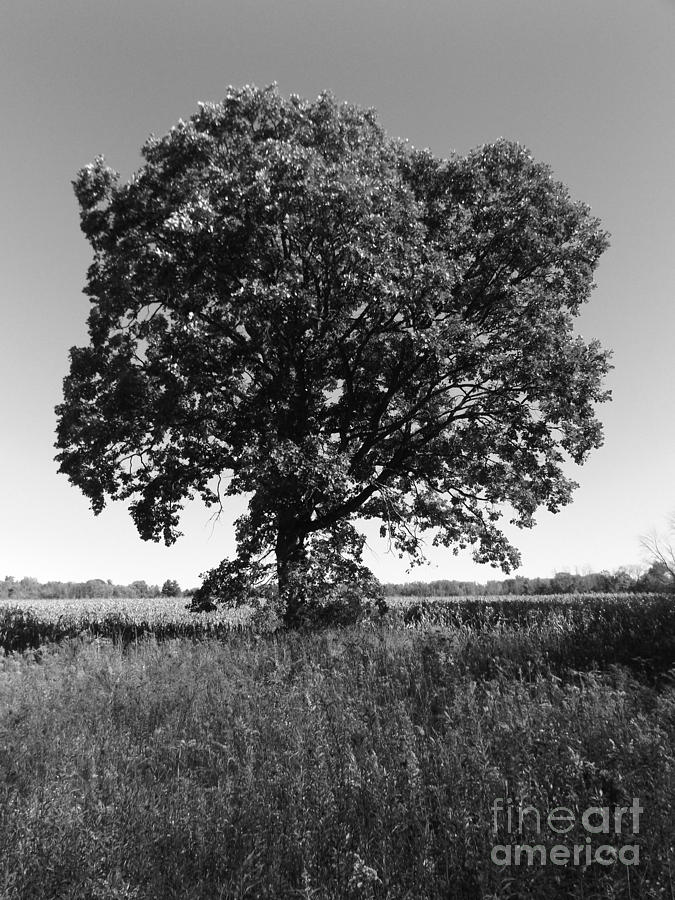 Old Oak 3 Photograph by Erick Schmidt
