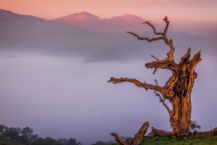 Old Oak and Mt. Diablo on a Foggy Morning Photograph by Marc Crumpler