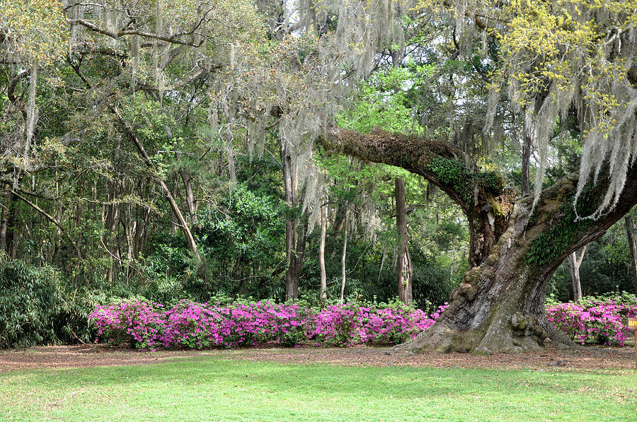 Old Oak at Avery Island Photograph by Kathy Ricca - Fine Art America