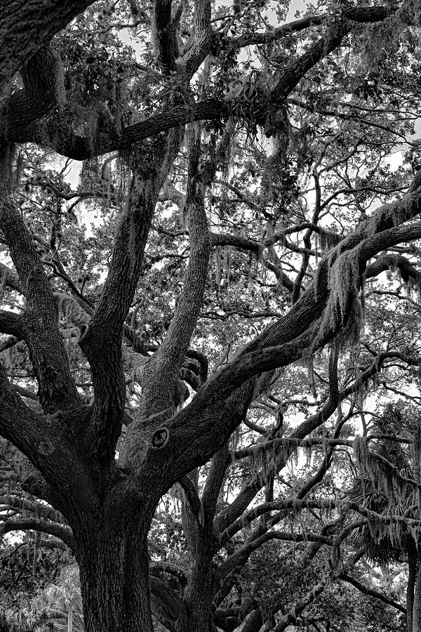 Old Oak Draped In Moss Photograph