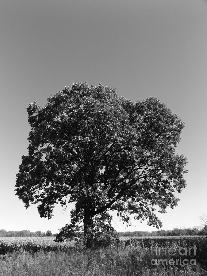 Old Oak Photograph by Erick Schmidt