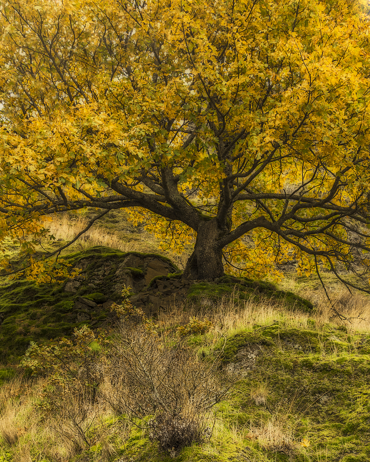 Old Oak in Autumn Photograph by Loree Johnson