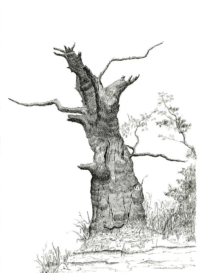 Old Oak Drawing by Jeno Futo - Fine Art America