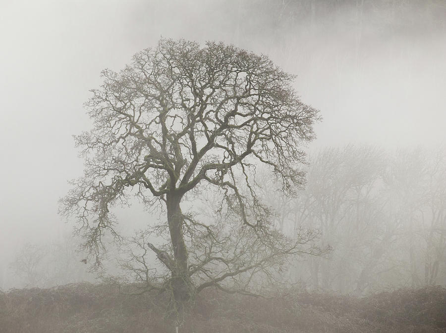 Old Oak Tree and Fog Photograph by Angie Vogel