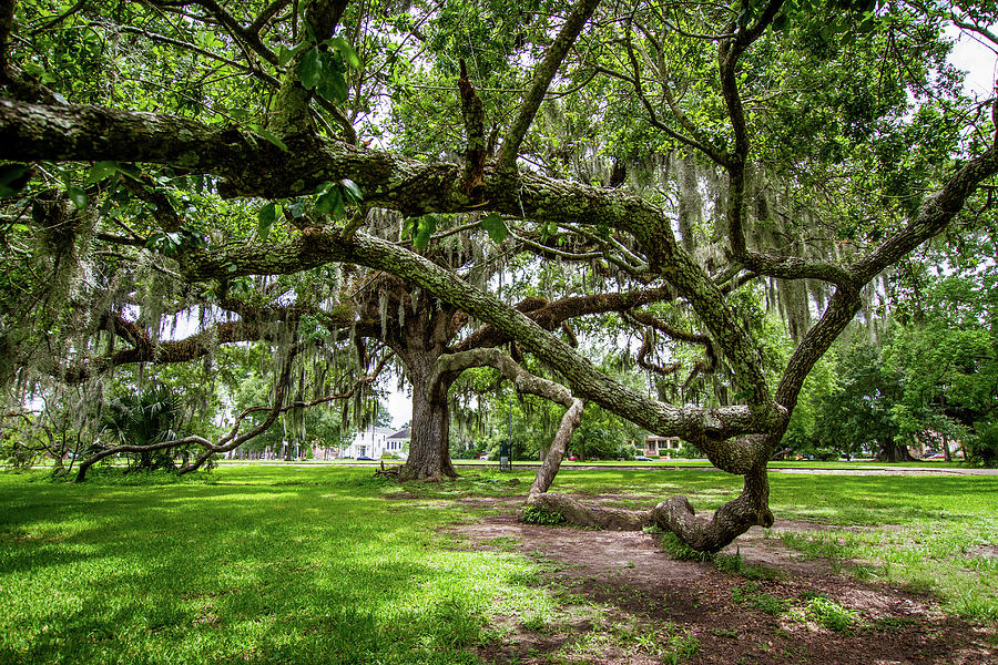 Old Oak Tree Photograph by Sandi Cintron | Pixels