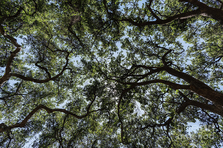 Old Oak Trees Canopy Photograph by Trekkerimages Photography