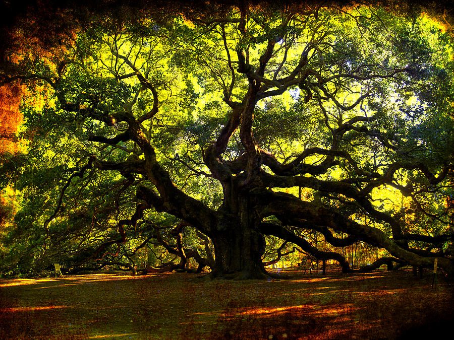 Tree Photograph - Old old Angel Oak in Charleston by Susanne Van Hulst