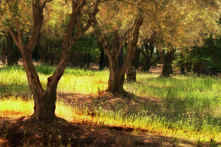 Old Olive Grove Photograph