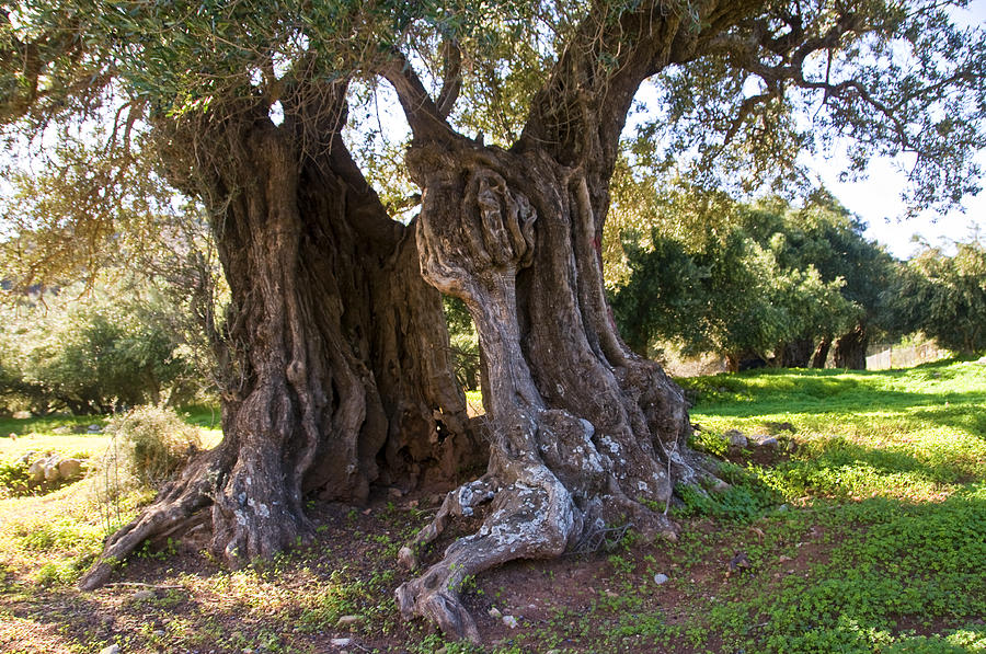 Old Olive Tree Photograph By Manolis Tsantakis Pixels 0490