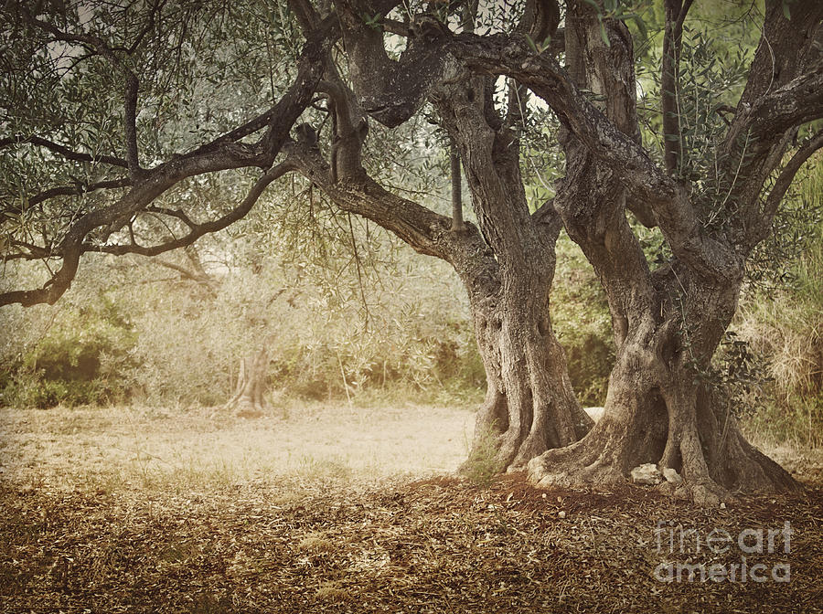 Grease Movie Photograph - Old olive tree by Mythja Photography