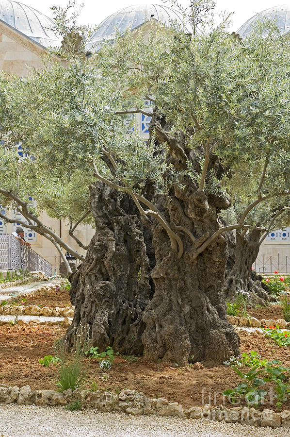 Old Olive trees Gethsemane Jerusalem Photograph by Ilan Rosen