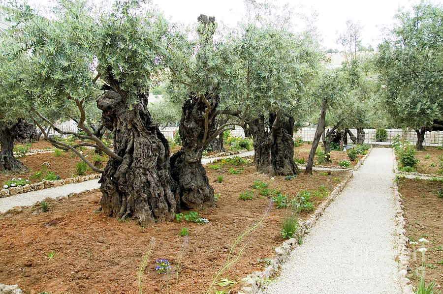 Old Olive trees, Gethsemane, Jerusalem, Israel Photograph by Ilan Rosen
