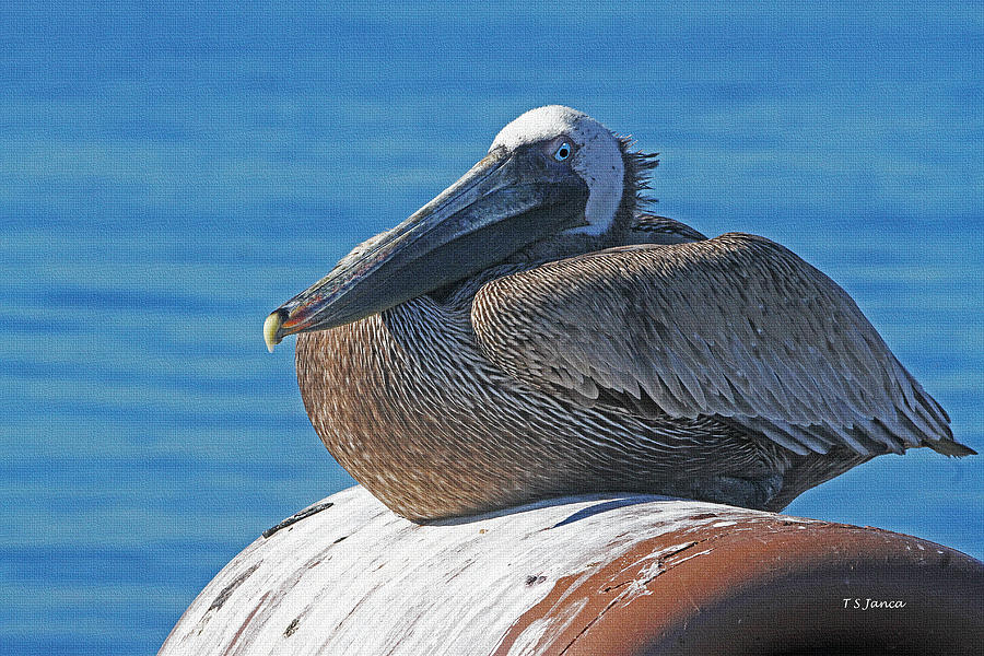Old Pelican On The Pier Photograph by Tom Janca