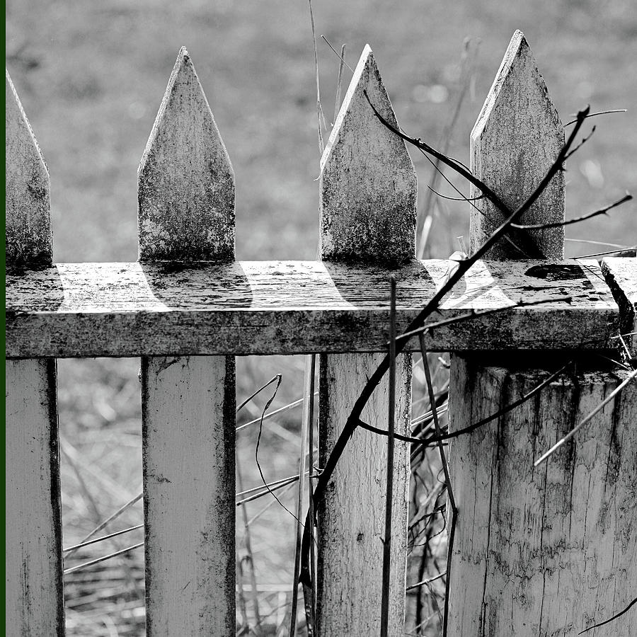Black And White Photograph - Old Picket Fence by Bonnie Bruno