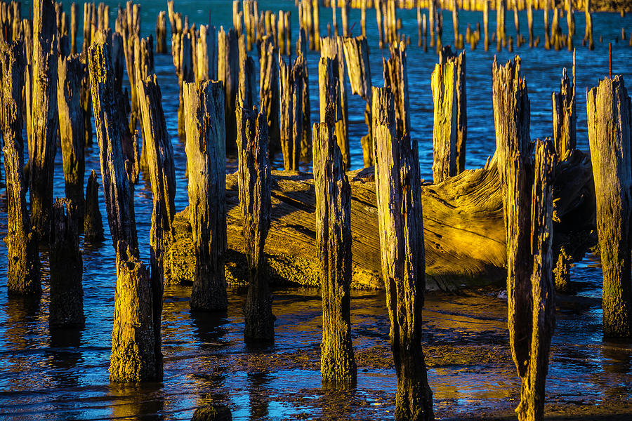 Old Pier Posts In Evening Light Photograph by Garry Gay