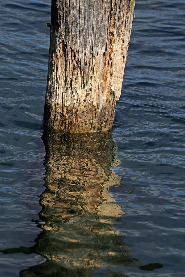 Old Piling and Reflection 1 Photograph by Mary Bedy