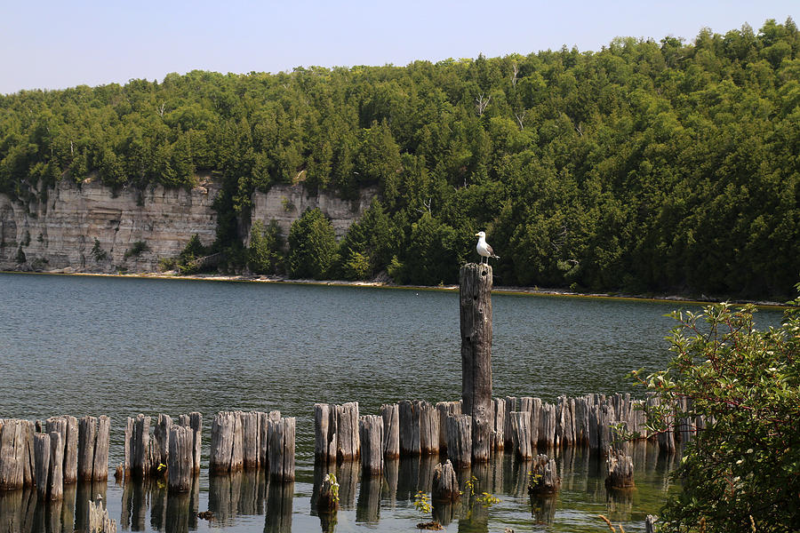Old Pilings and Dolomite Cliffs 2 Photograph by Mary Bedy