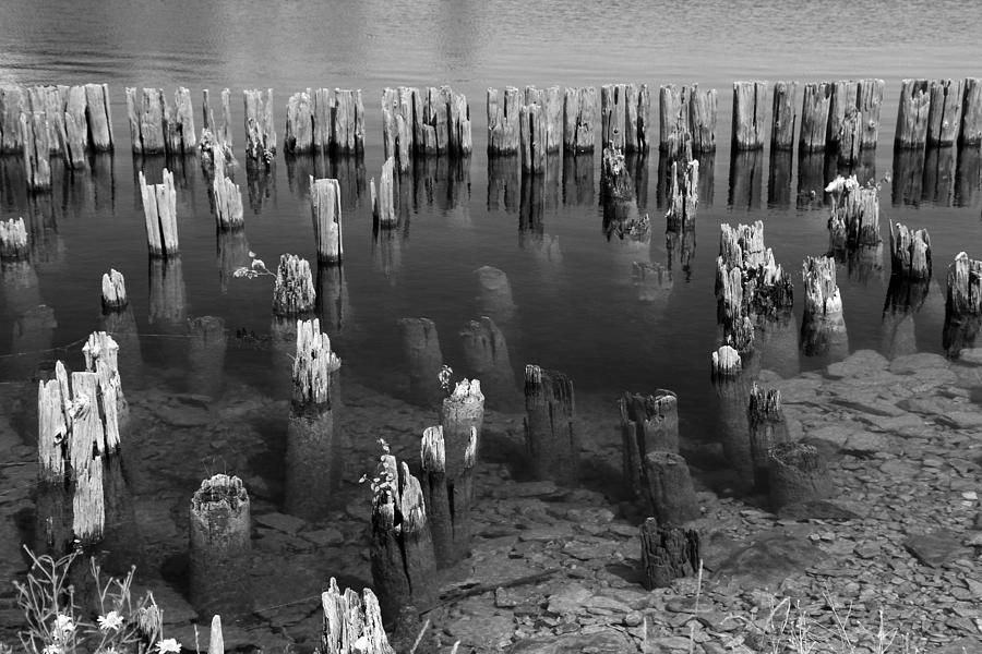 Old Pilings Fayette State Park 2 BW Photograph by Mary Bedy