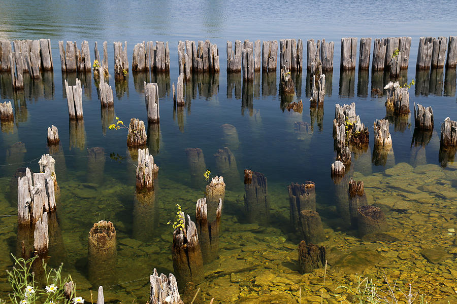 Old Pilings Fayette State Park 2 Photograph by Mary Bedy