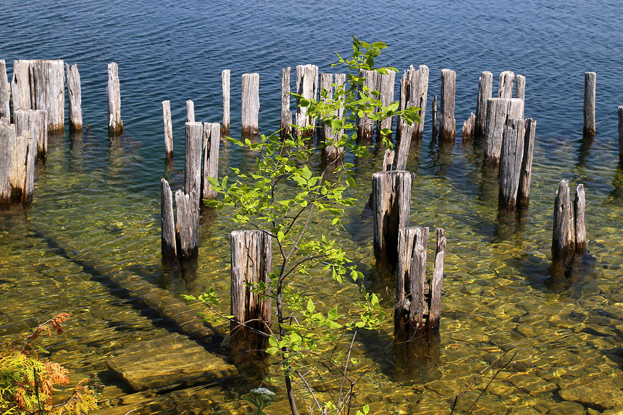 Old Pilings Fayette State Park 4 Photograph by Mary Bedy