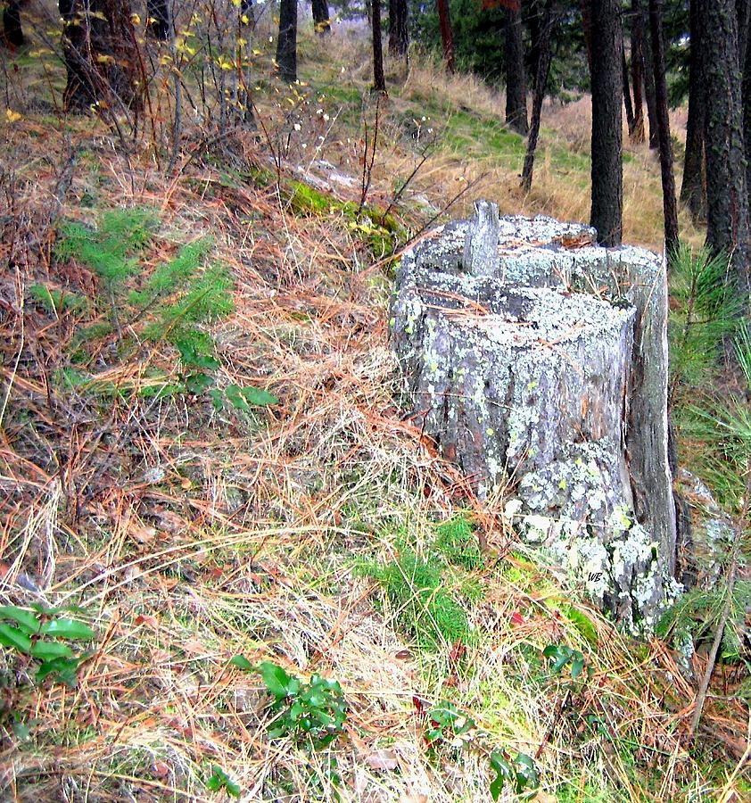 Old Pine Stump Photograph by Will Borden