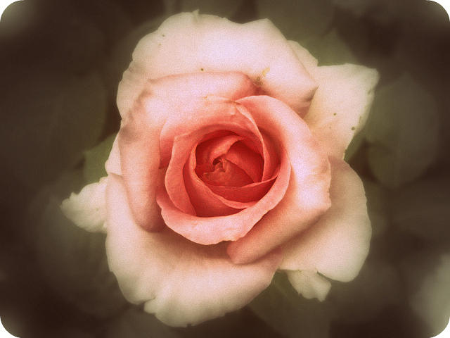Rose Photograph - Old Pink Rose by Dark Whimsy