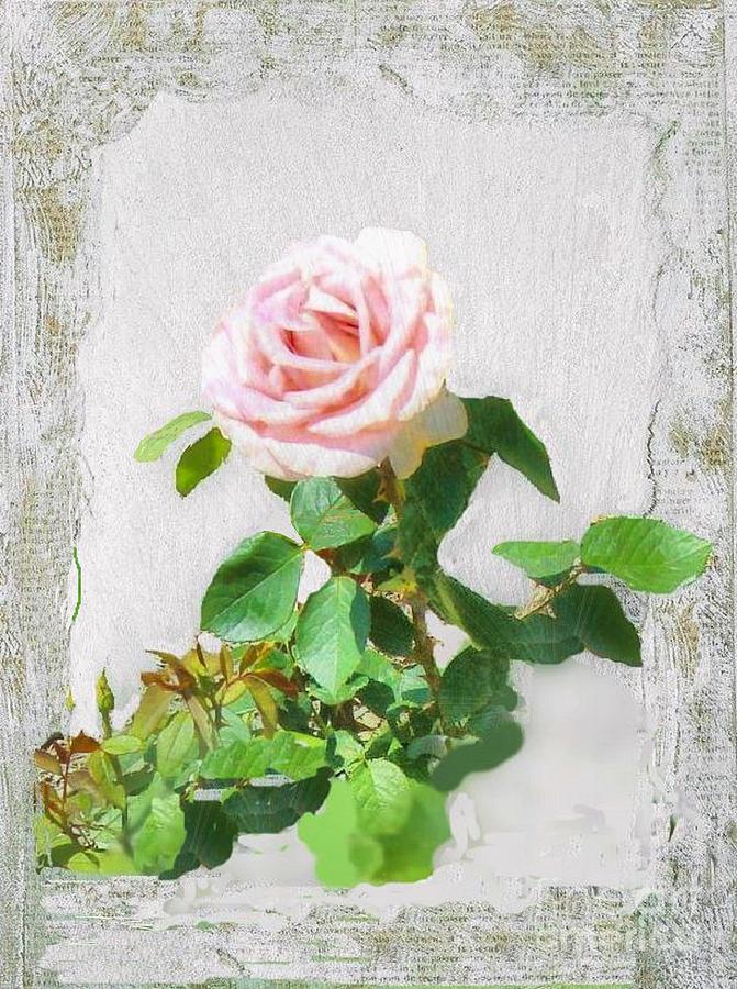 Old Pink Rose Photograph by Janette Boyd