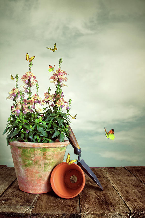 Plant On Table With Butterflies And Sky Photograph by Ethiriel Photography