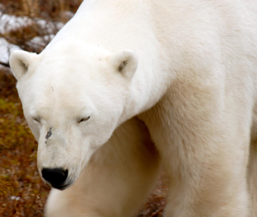 Old Polar Bear Photograph by Michelle Halsey