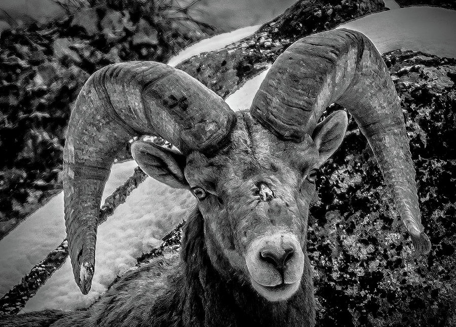 Old Ram Photograph by Jason Brooks