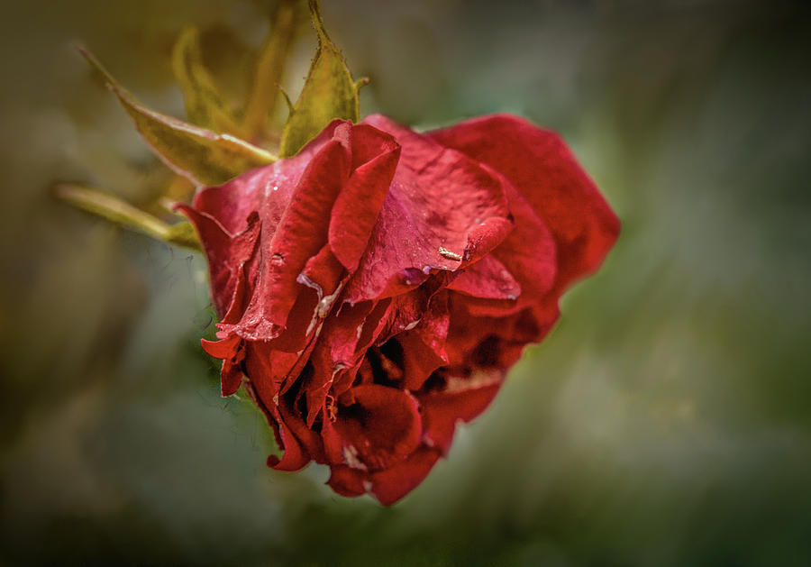 Old red rose #h0 Photograph by Leif Sohlman - Fine Art America