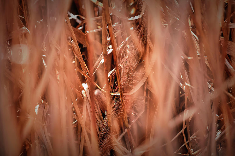 Old reed #g3 Photograph by Leif Sohlman