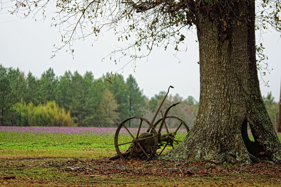 Old Relic And Oak Photograph by Jan Amiss Photography
