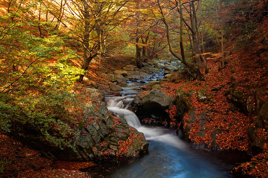 Old River Photograph by Evgeni Dinev