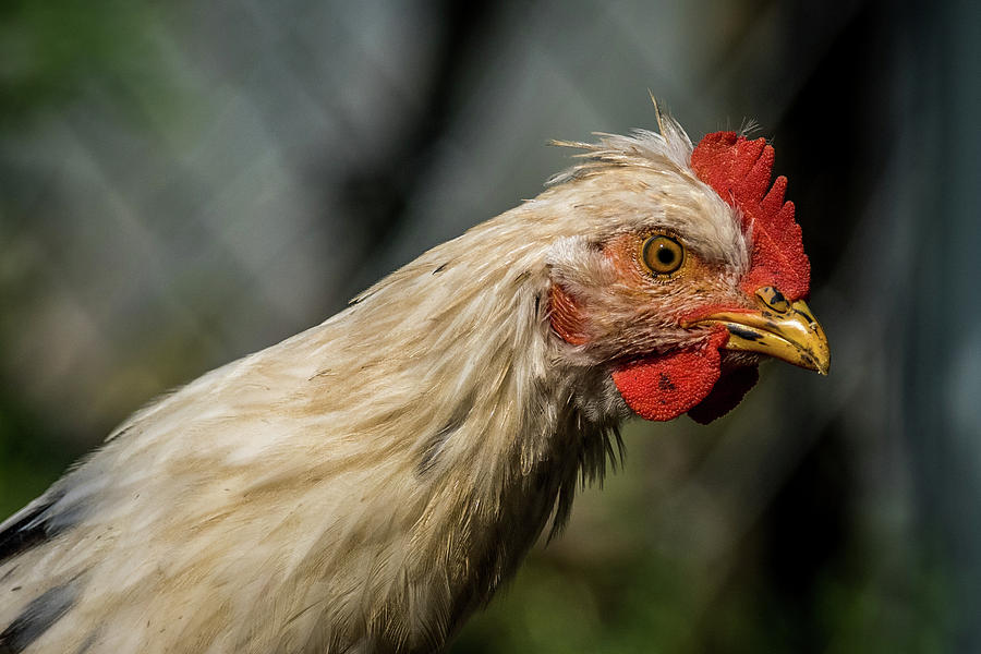 Old Rooster Photograph by Paul Freidlund