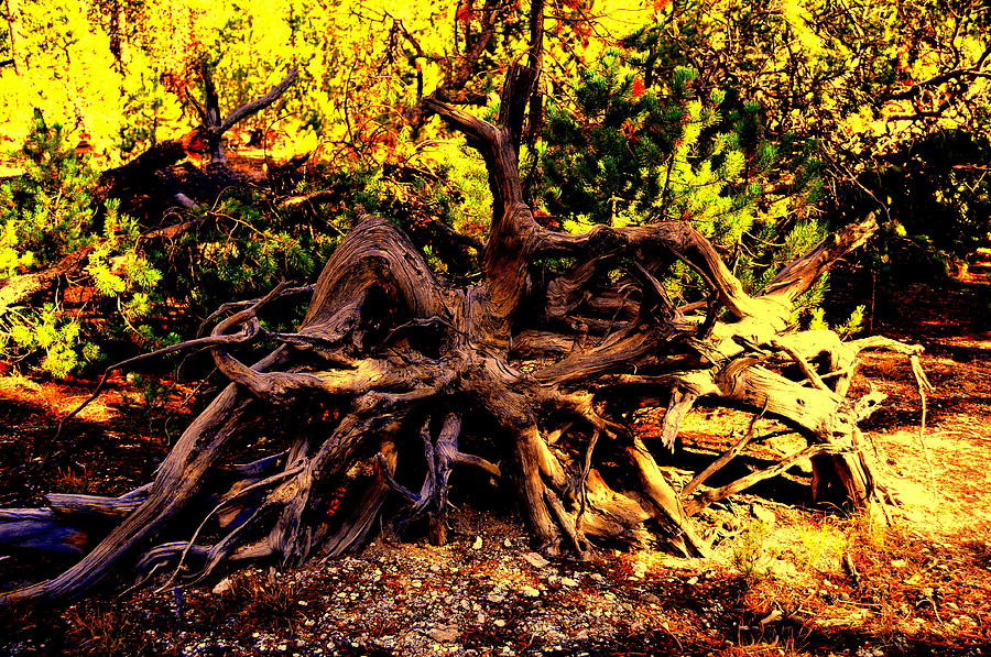 Old Roots Photograph by Aron Chervin