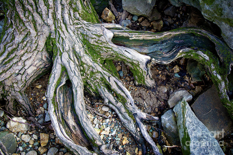 Old Roots Photograph by FineArtRoyal Joshua Mimbs