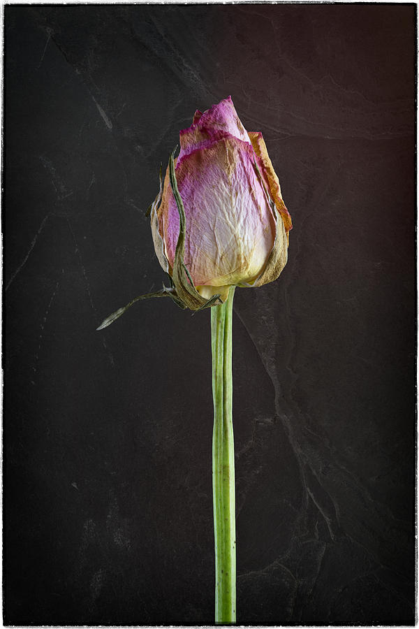 Summer Photograph - Old Rose on Slate by Jon Delorme
