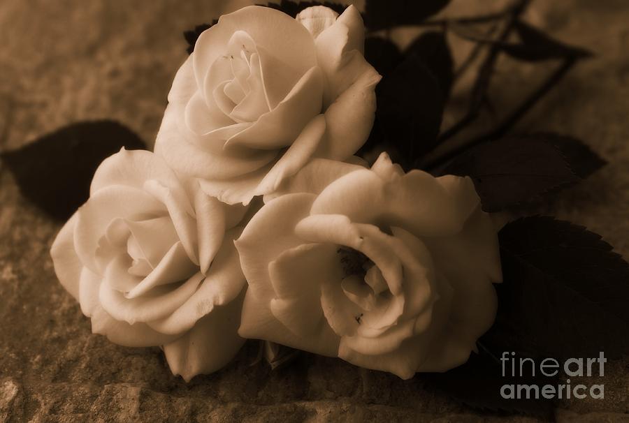 Old Roses Photograph by Clare Bevan