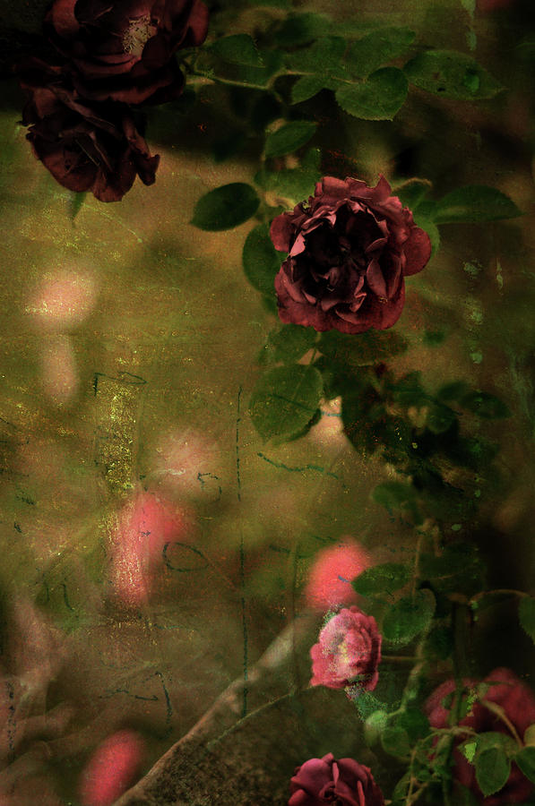 Old Roses Photograph by Rebecca Sherman