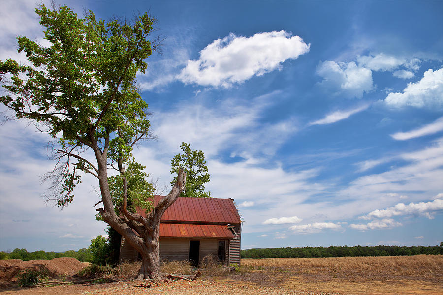 Old Rustic Vintage Farm House and Tree Photograph by Dan Carmichael