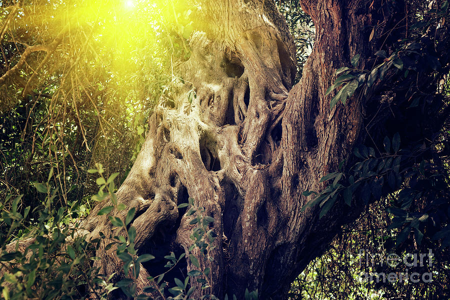Old Sacred Olive Tree Photograph