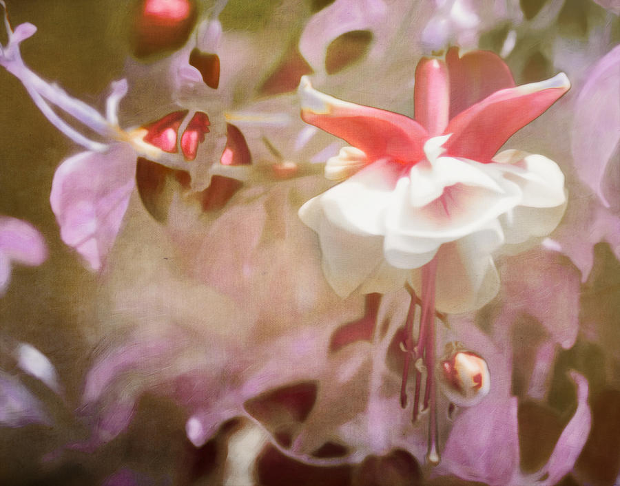 Spring Photograph - Old School Fuchsia by Hal Halli
