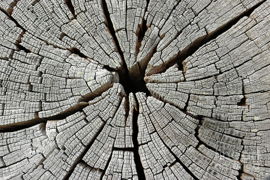 Old Seasoned Dried Cut Log Photograph