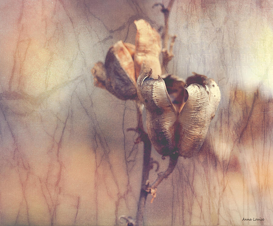 Old Seed Pods Photograph by Anna Louise