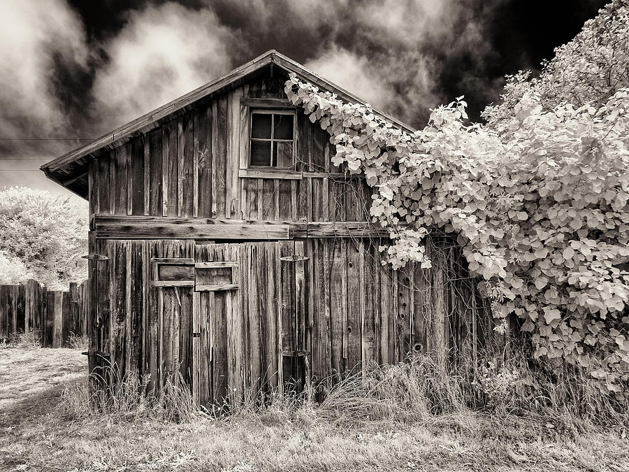 Old Shed in Sepia Photograph by Greg Nyquist