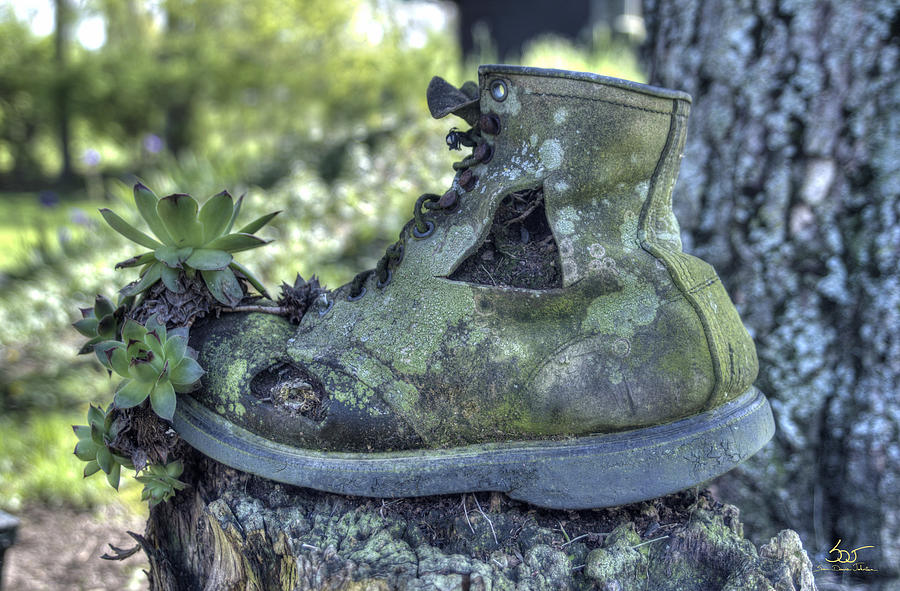 Old Shoe with Plant Photograph by Sam Davis Johnson