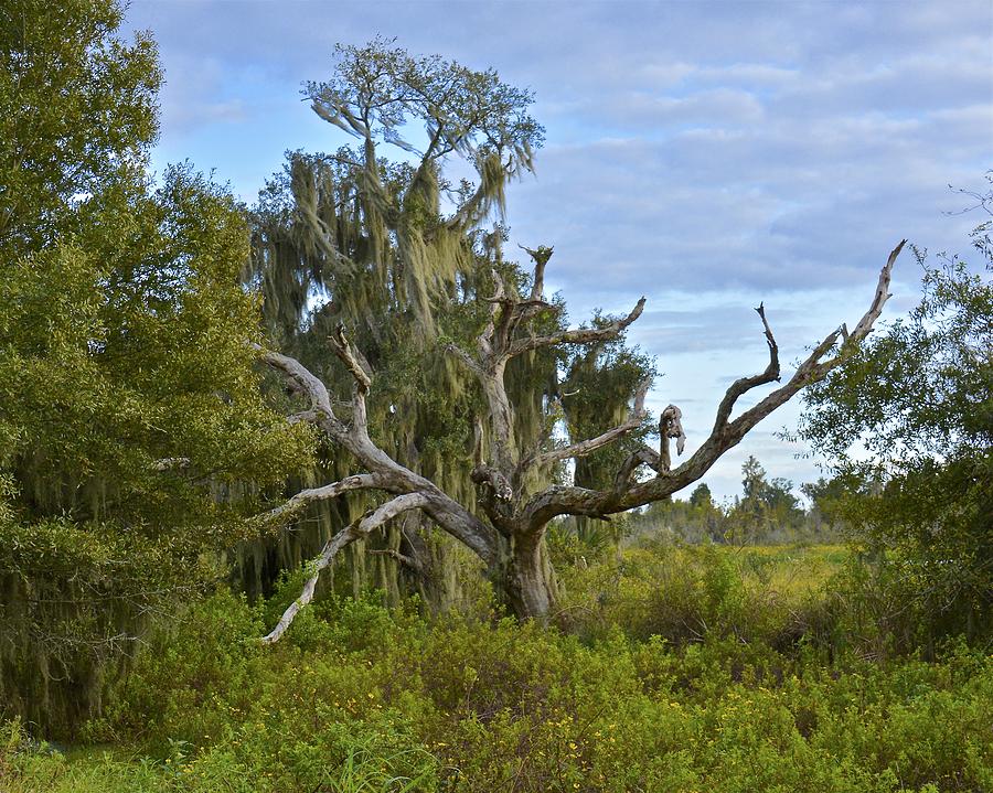 Old Snag Photograph by Carol Bradley - Fine Art America